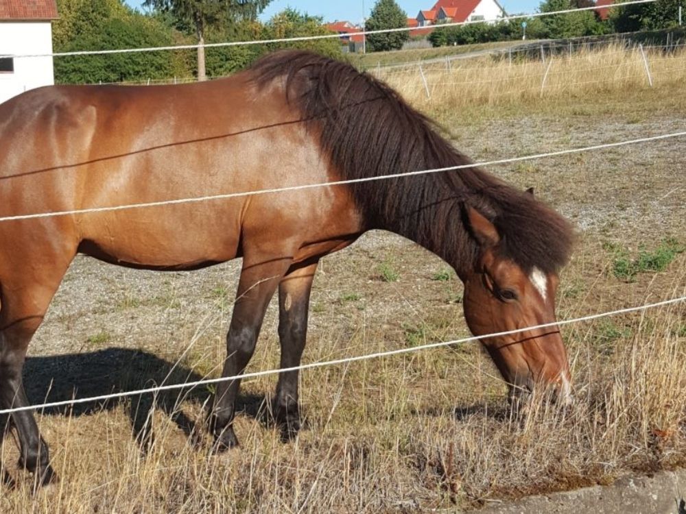 Therapiepferd Bilda – Ein wichtiger Teil des Teams bei der Reittherapie Physio-Ride.